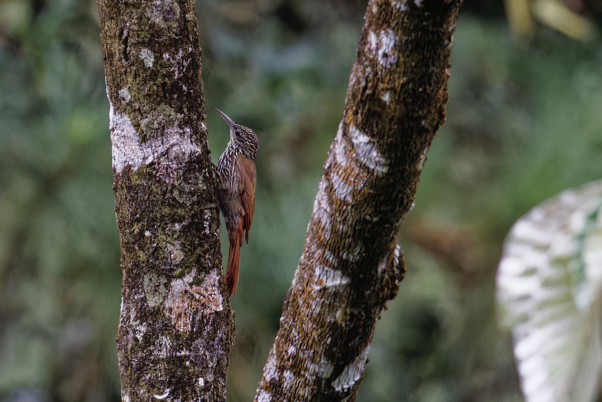 Streak-headed Woodcreeper - ML647512098