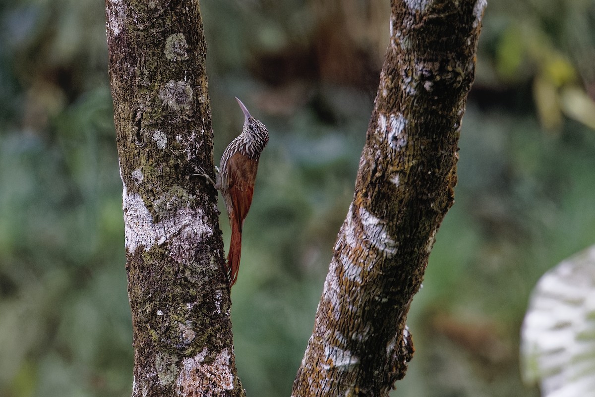 Streak-headed Woodcreeper - ML647512099