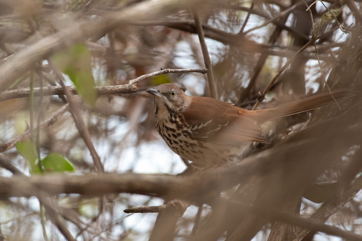 Brown Thrasher - ML647512105