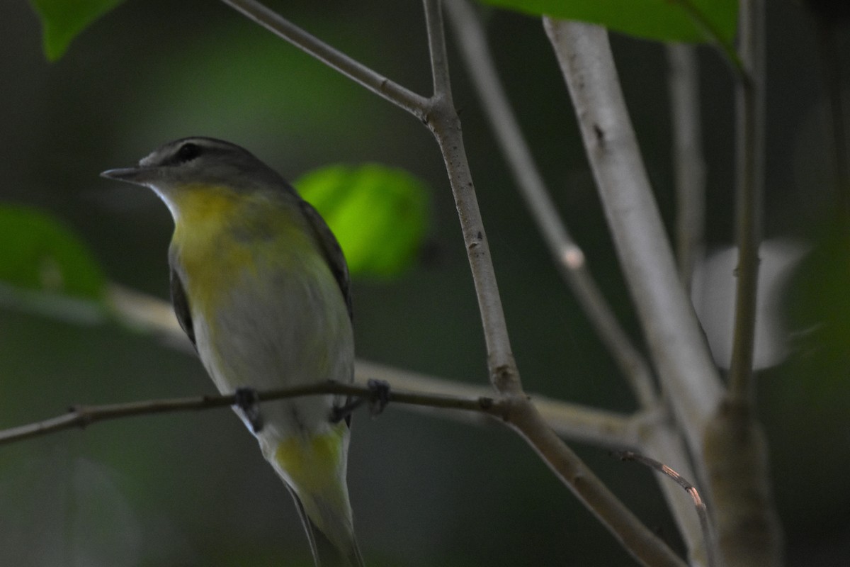 Bireo filadelfiarra - ML647512118