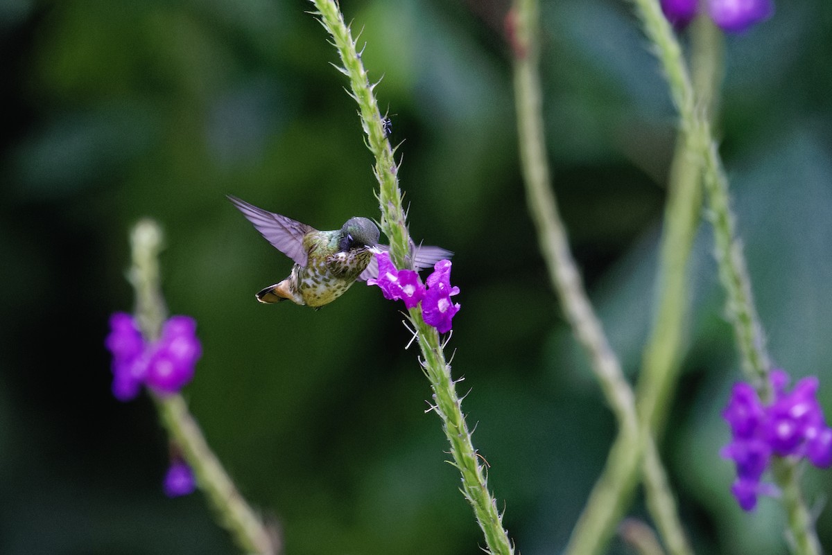 Black-crested Coquette - ML647512122
