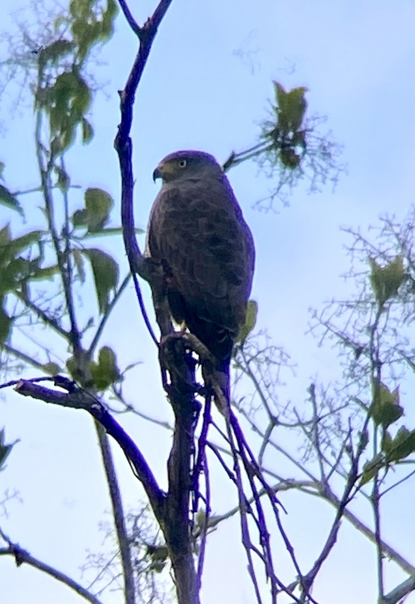 Roadside Hawk - ML647512141
