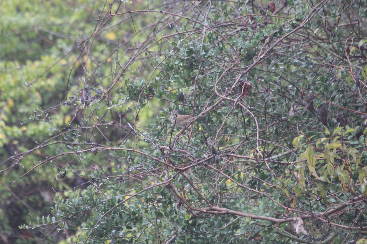 Lincoln's Sparrow - ML647512145