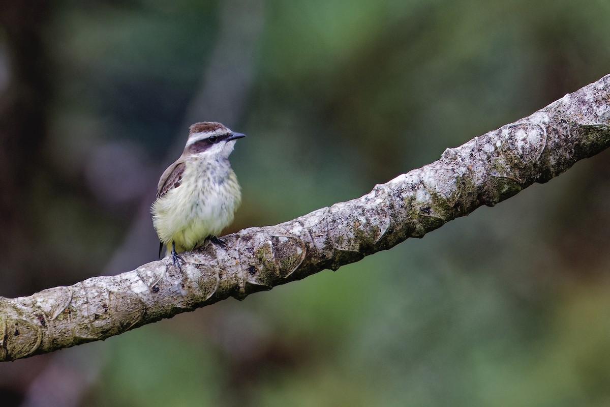 Piratic Flycatcher - ML647512149