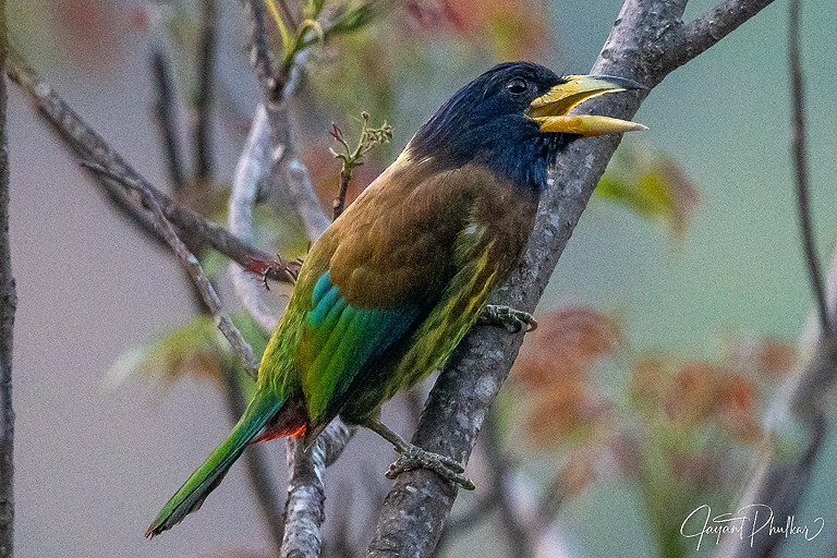 Great Barbet - ML647512151
