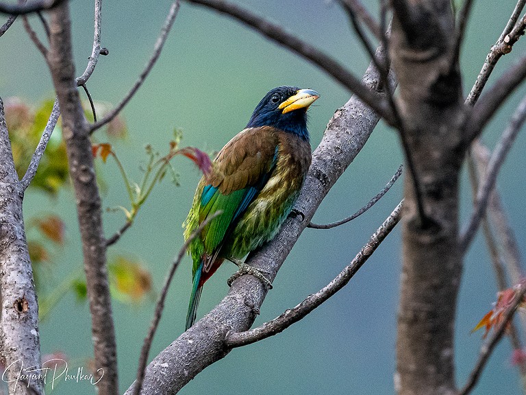 Great Barbet - ML647512152
