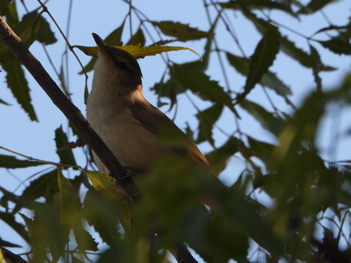 Clamorous Reed Warbler - ML647512159