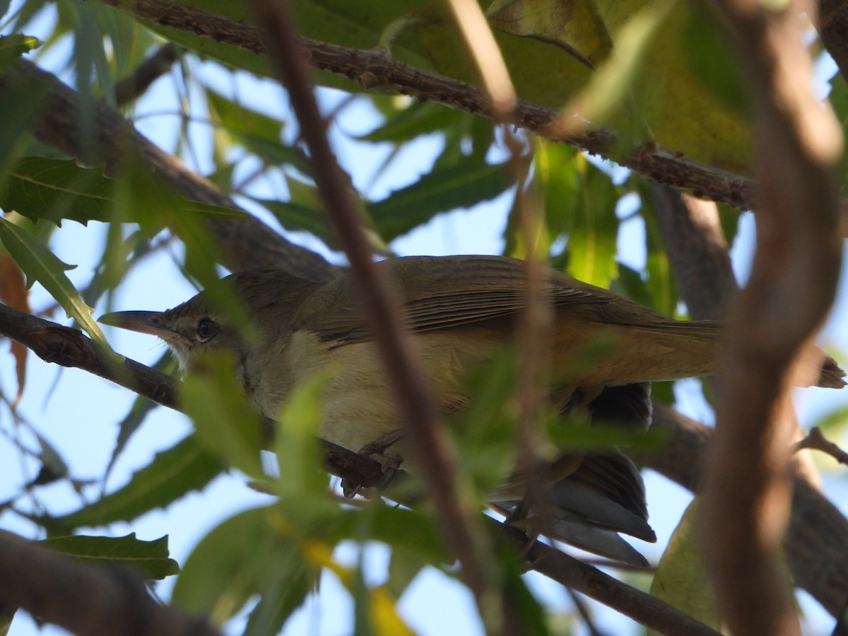 Clamorous Reed Warbler - ML647512160