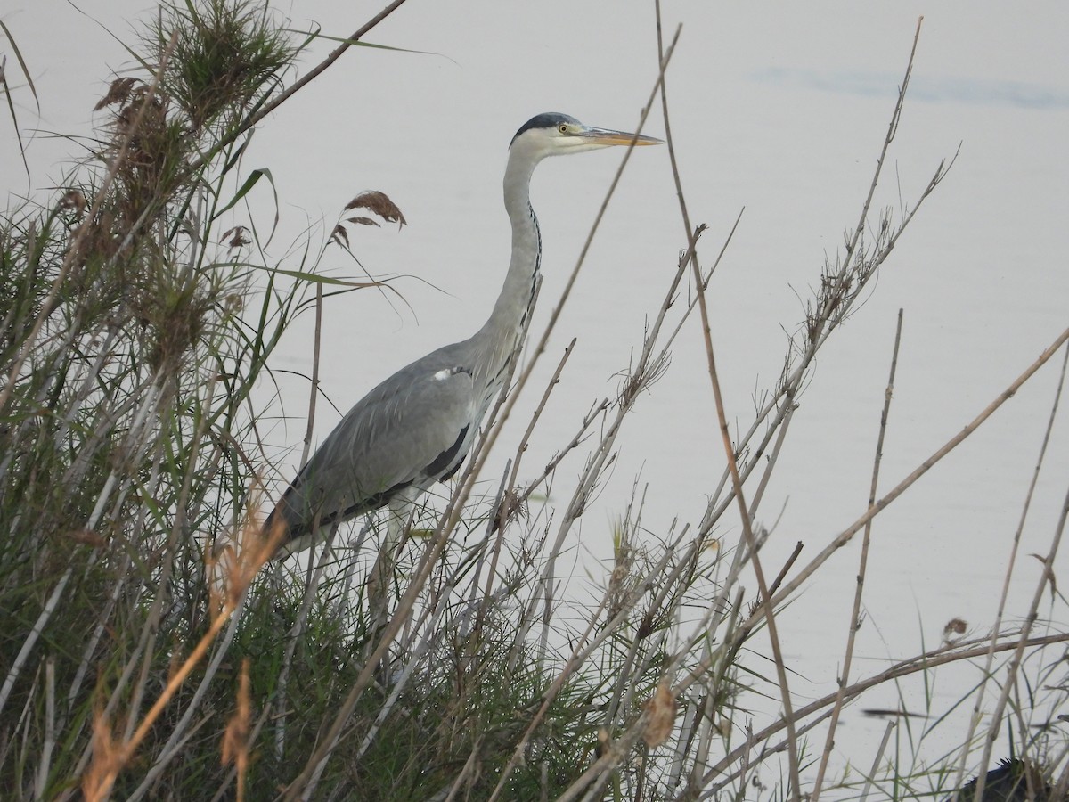 Gray Heron - ML647512169