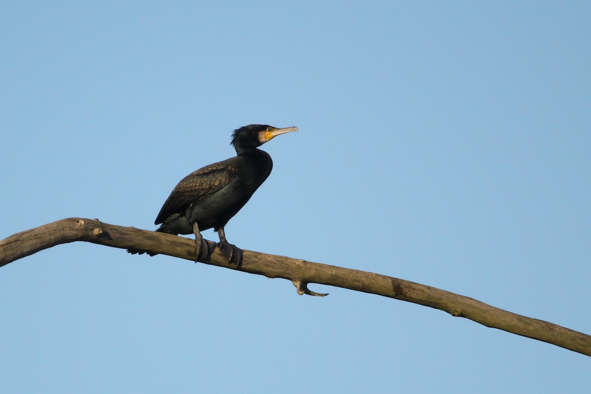 Great Cormorant - ML647512170