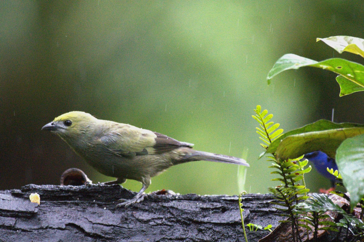 Palm Tanager - ML647512172
