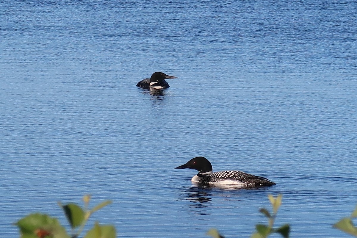 Common Loon - ML647512173