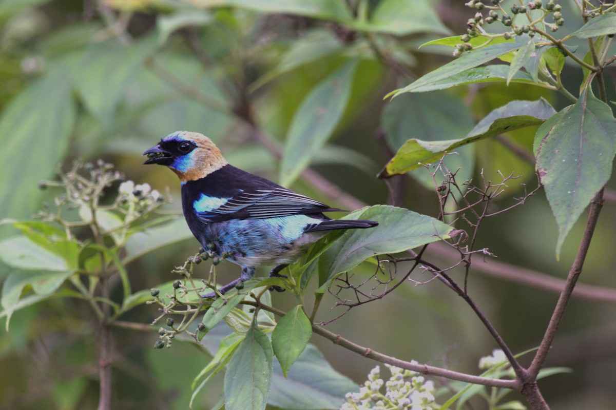 Golden-hooded Tanager - ML647512174