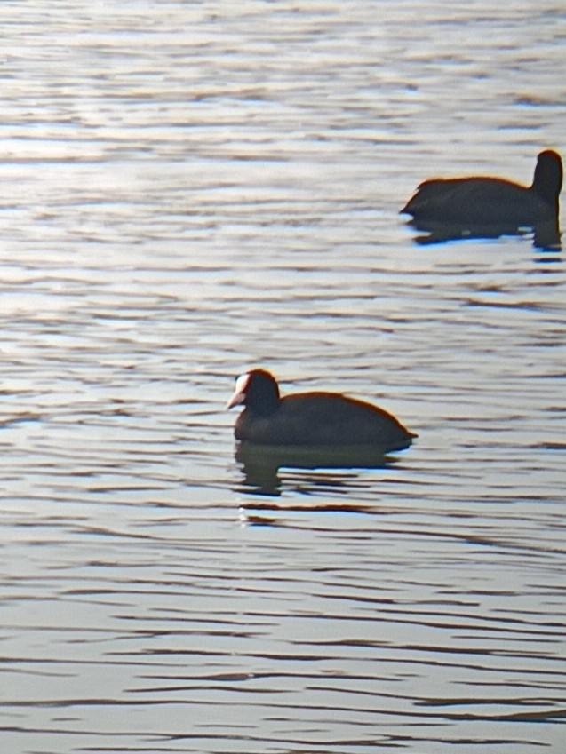 Eurasian Coot - ML647512175