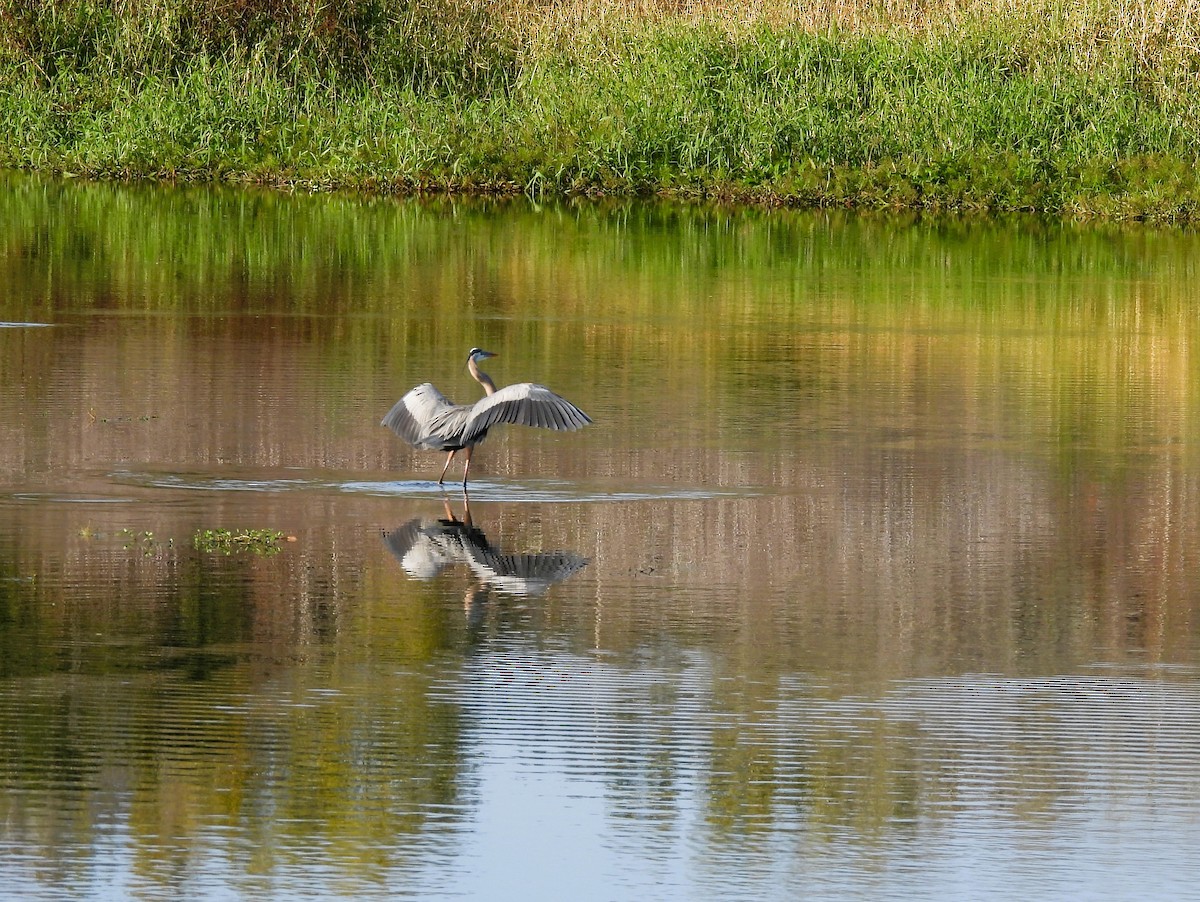Great Blue Heron - ML647512176