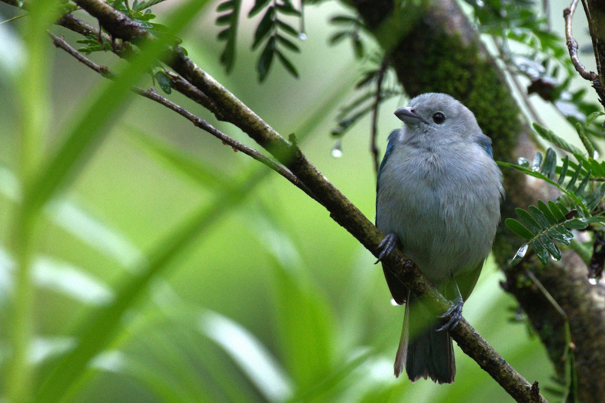 Blue-gray Tanager - ML647512178