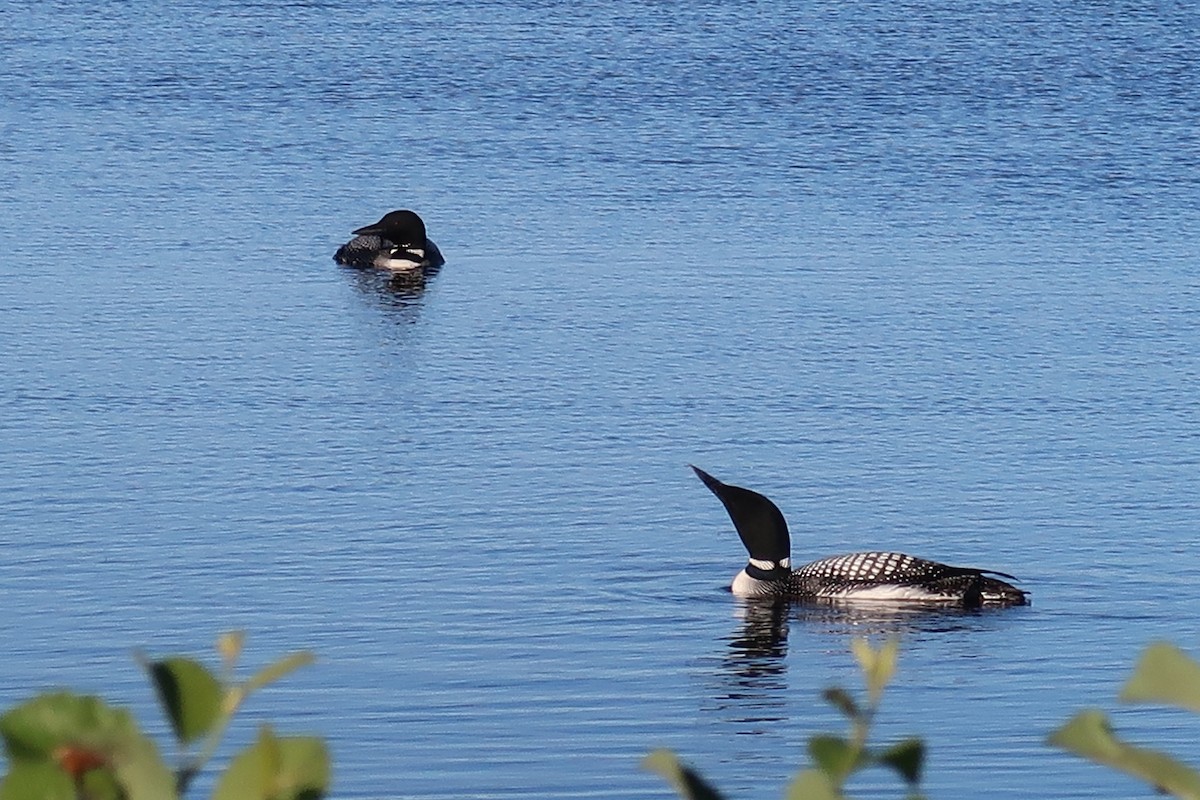 Common Loon - ML647512179