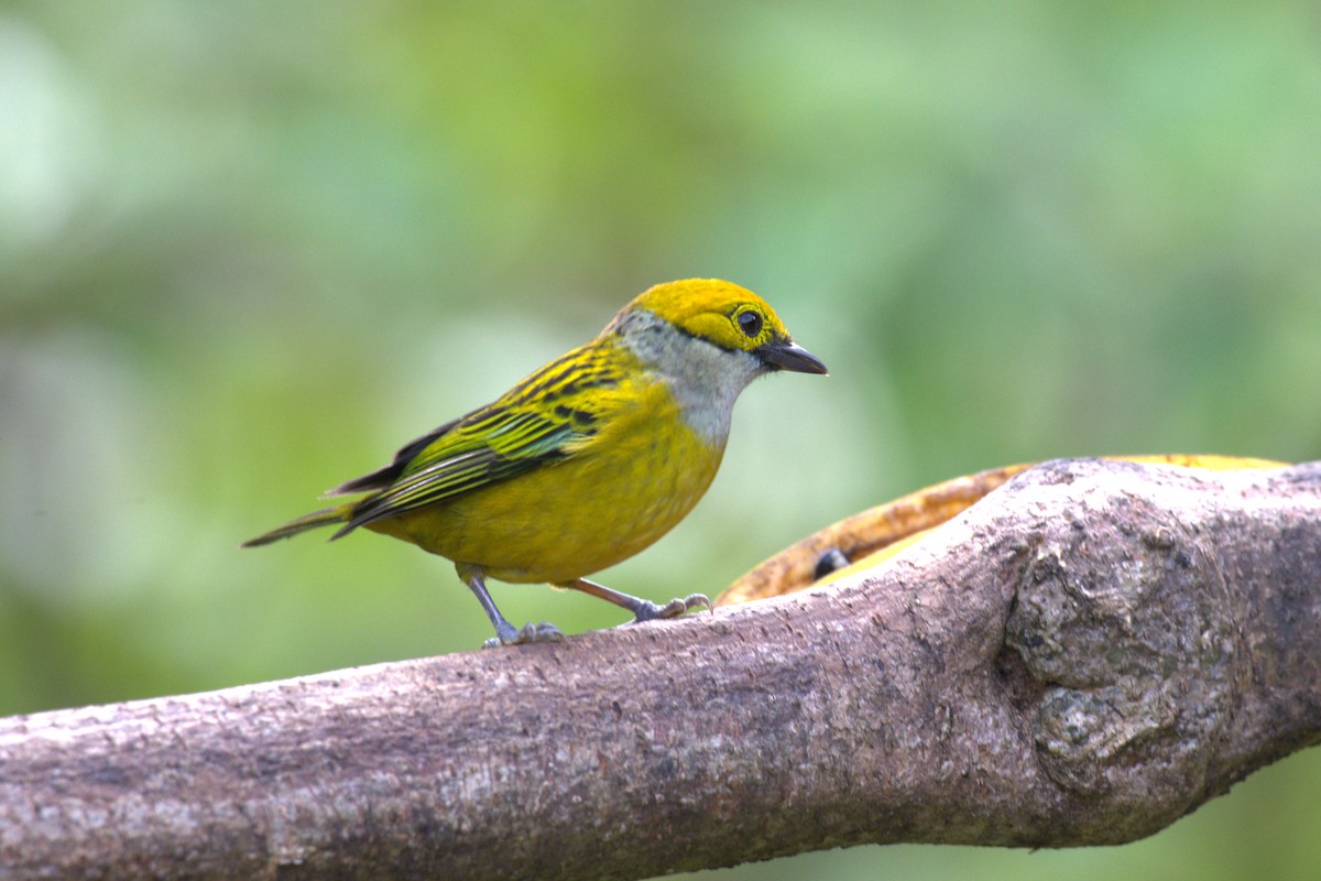 Silver-throated Tanager - ML647512182