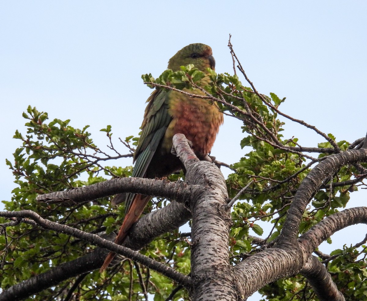 Austral Parakeet - ML647512183
