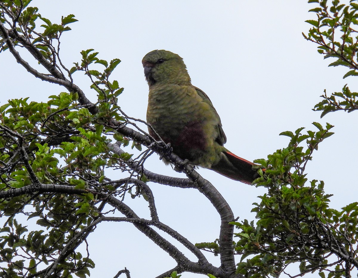 Austral Parakeet - ML647512184