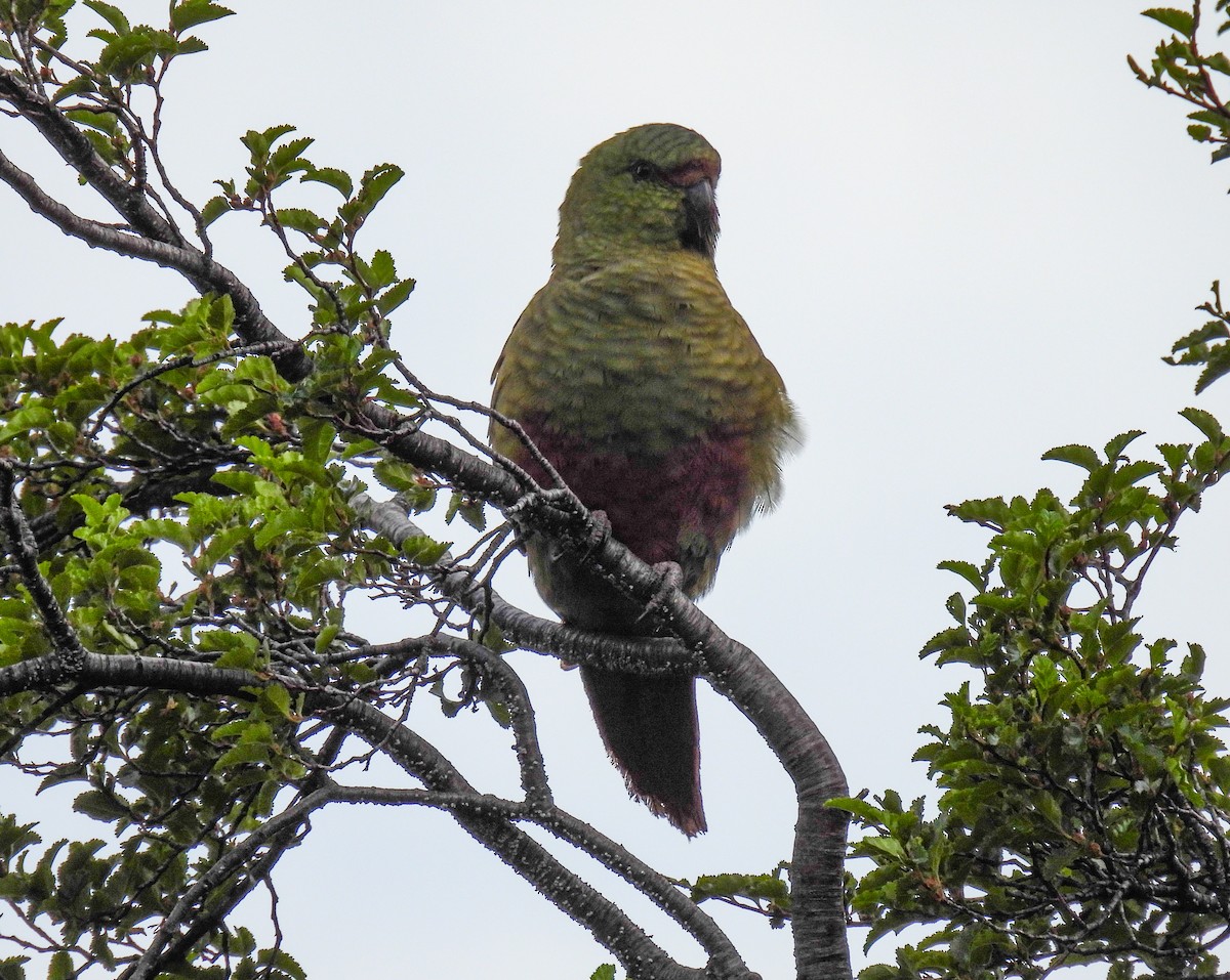 Austral Parakeet - ML647512185