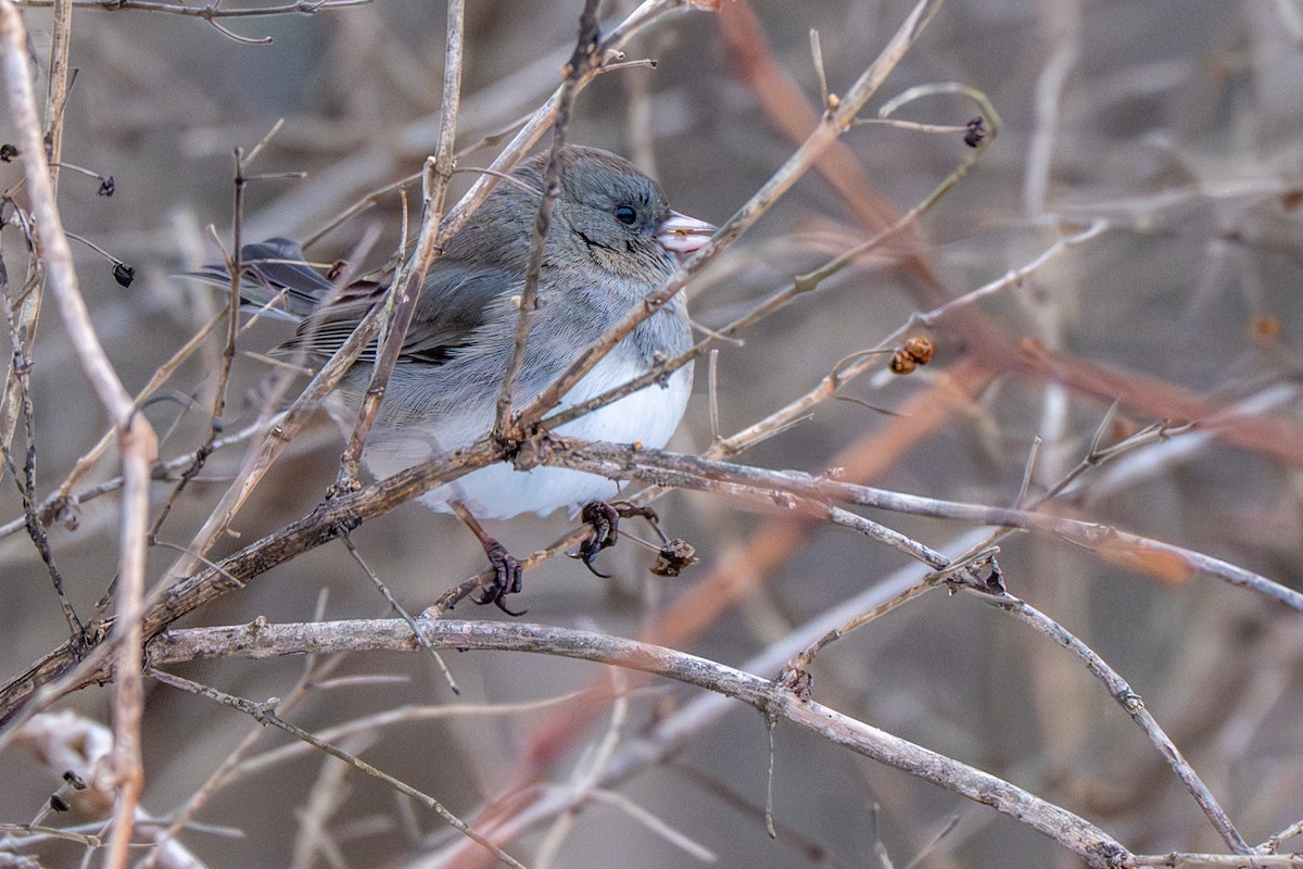 Dark-eyed Junco - ML647512186