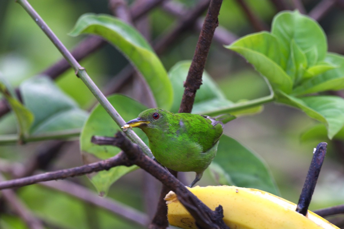 Green Honeycreeper - ML647512191