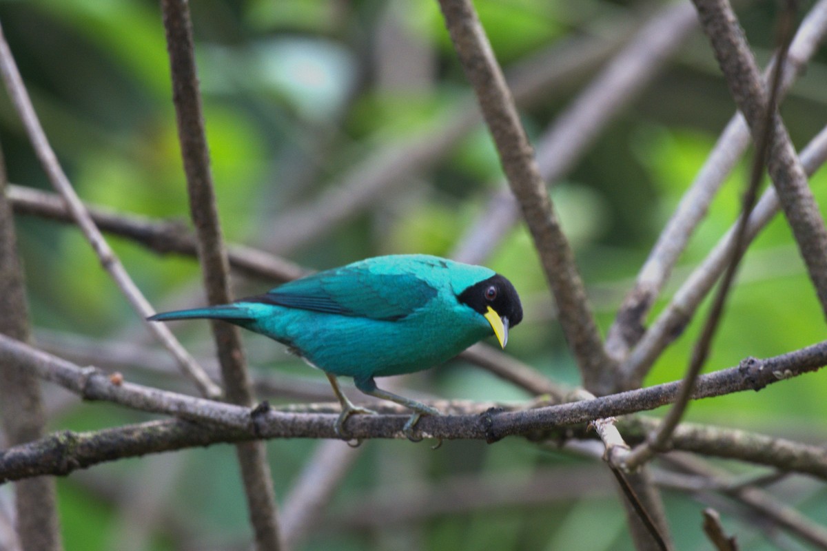 Green Honeycreeper - ML647512192