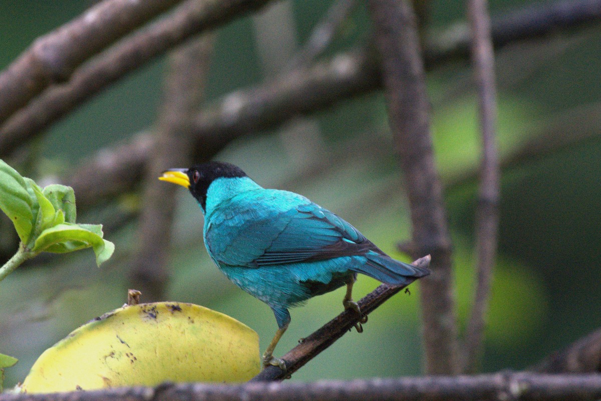 Green Honeycreeper - ML647512193