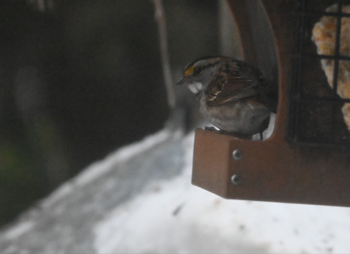White-throated Sparrow - ML647512196