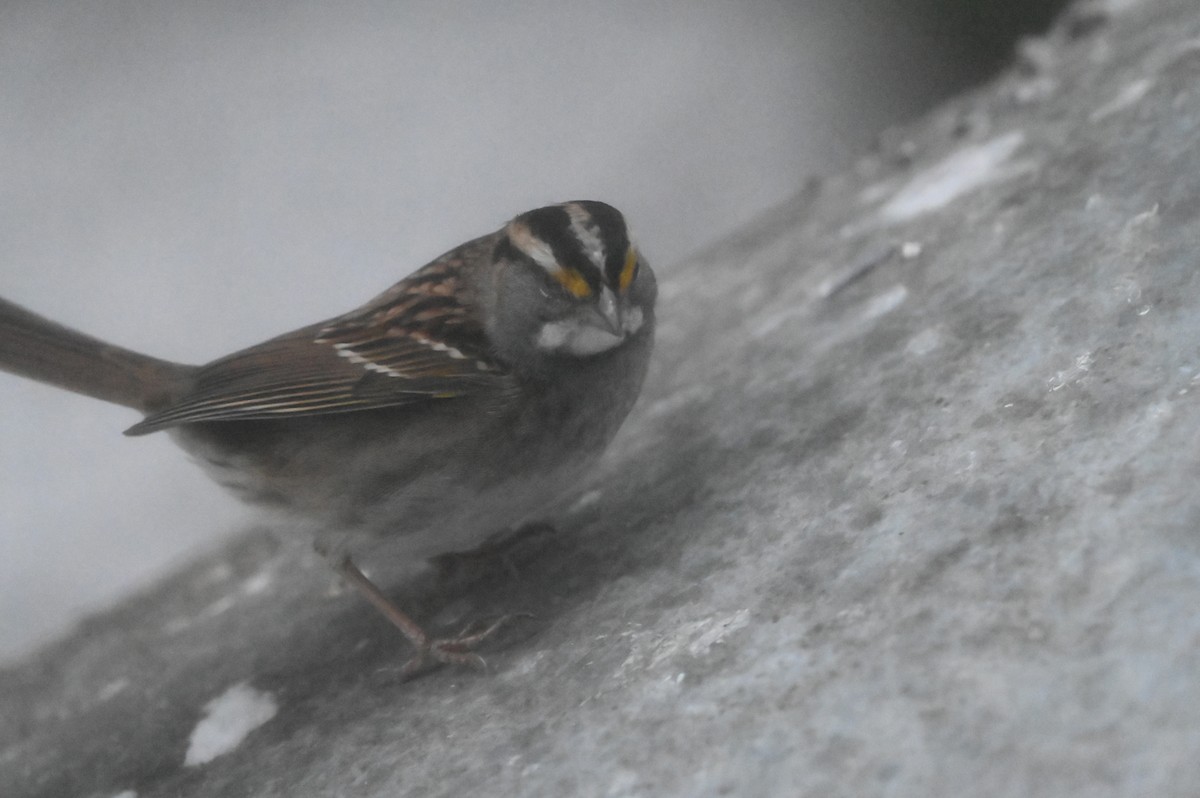 White-throated Sparrow - ML647512197