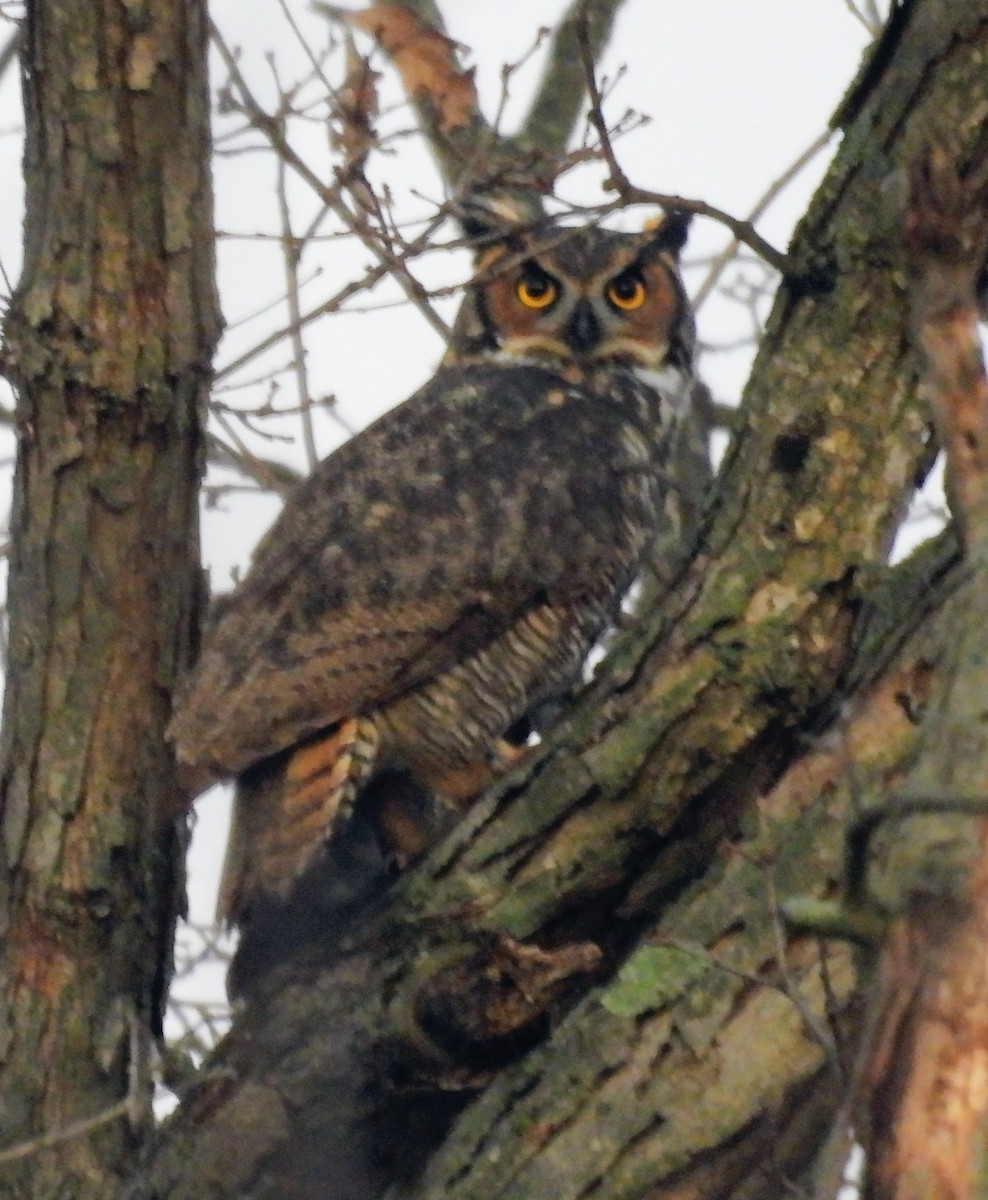 Great Horned Owl - ML647512200