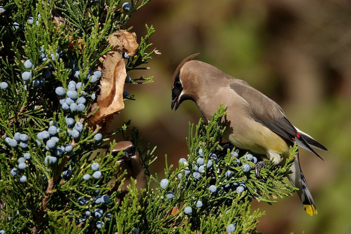 Cedar Waxwing - ML647512201