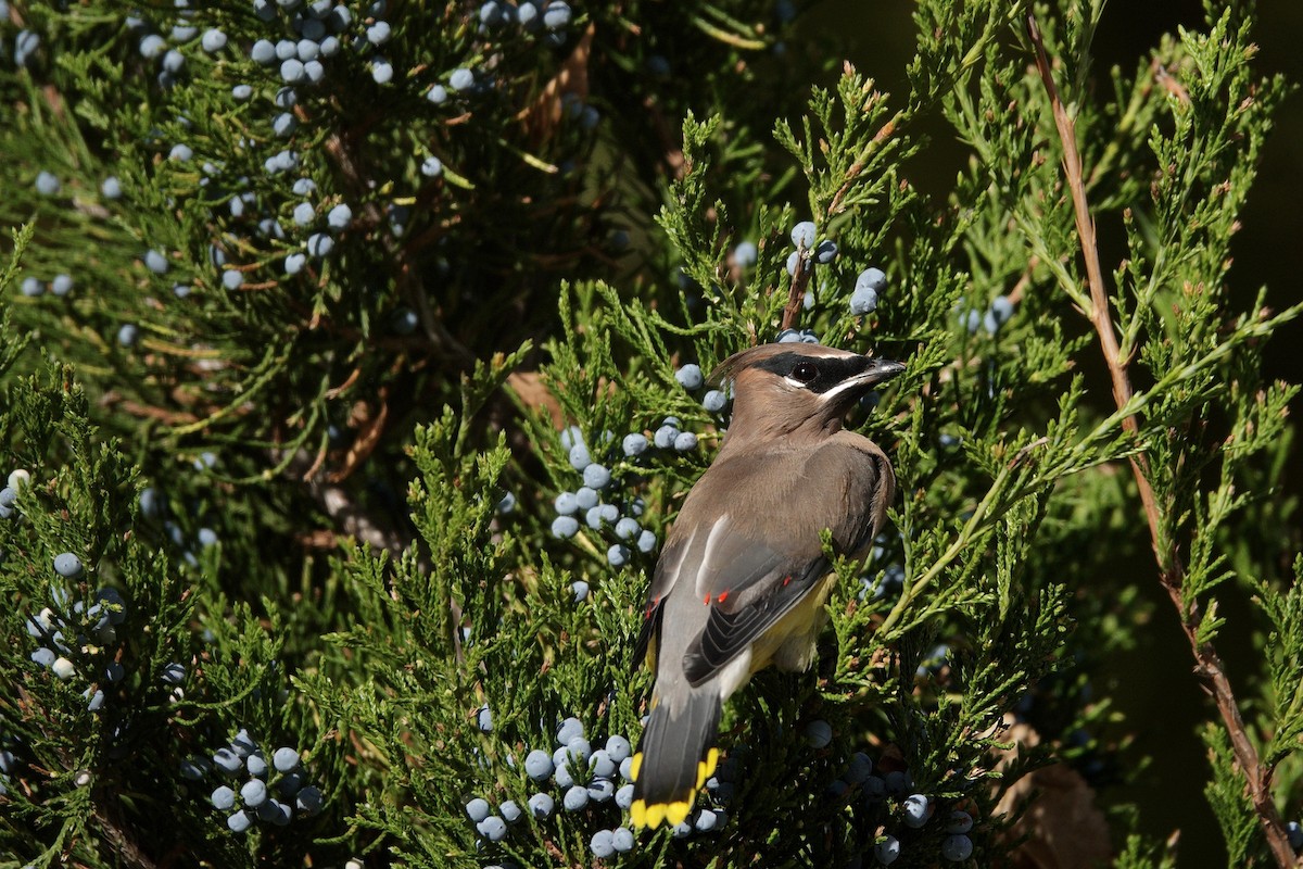 Cedar Waxwing - ML647512202