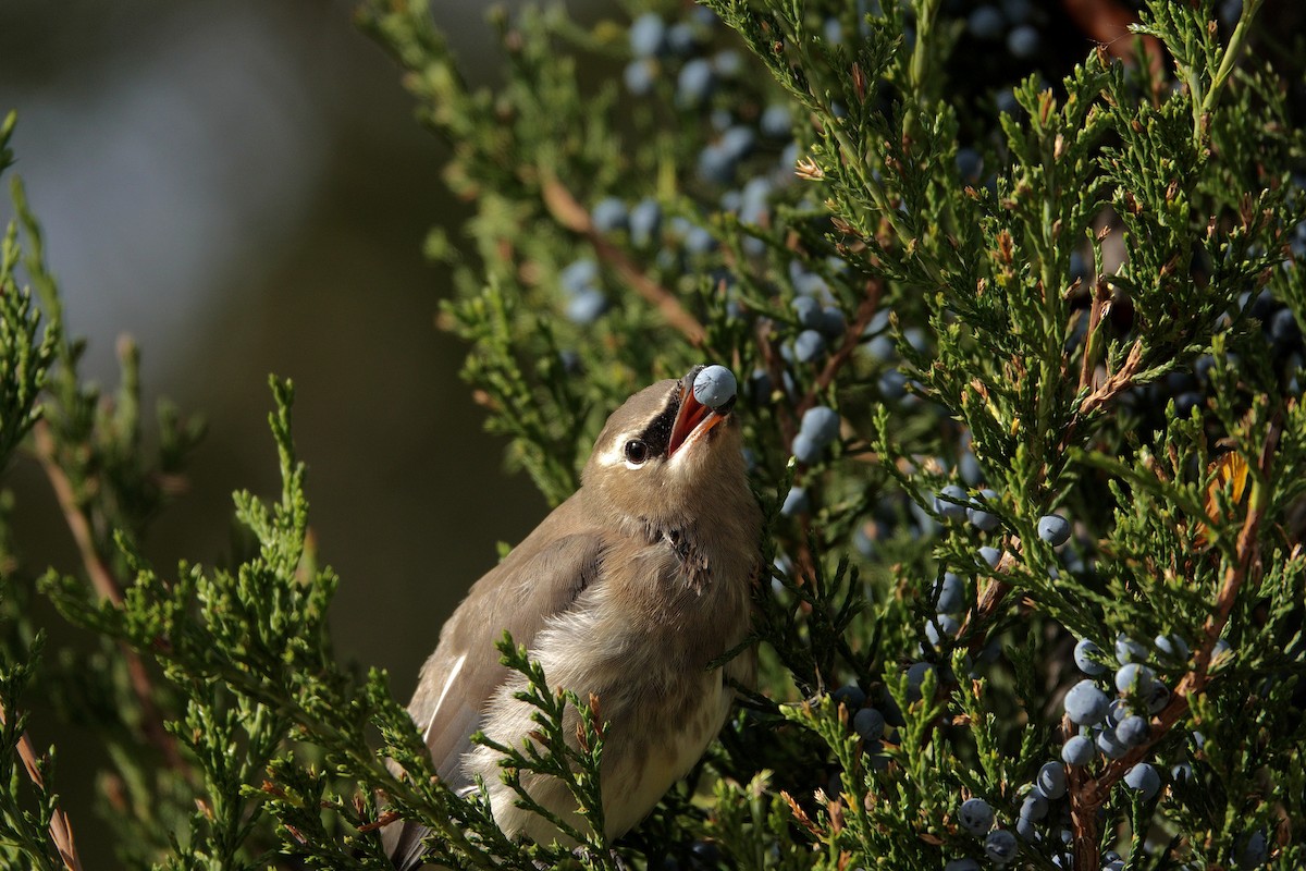 Cedar Waxwing - ML647512203