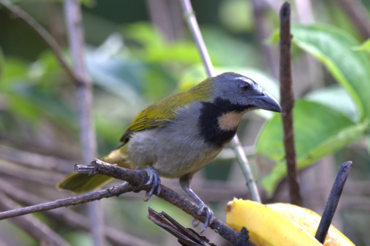 Buff-throated Saltator - ML647512204