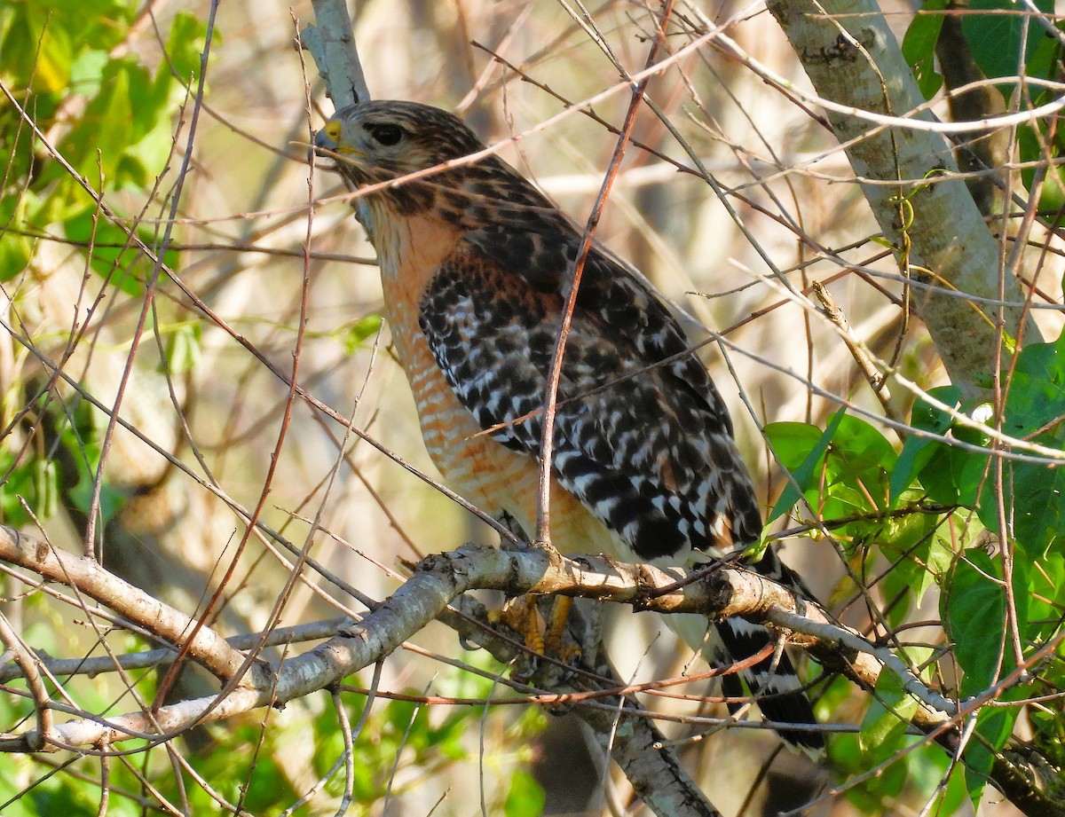 Red-shouldered Hawk - ML647512207