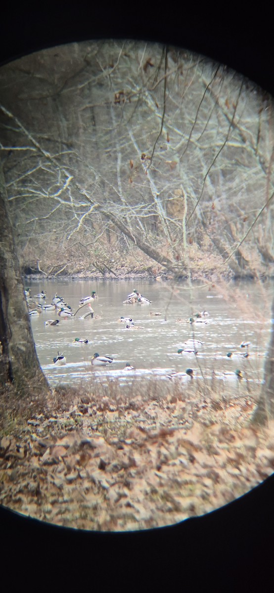 Mallard - ML647512216