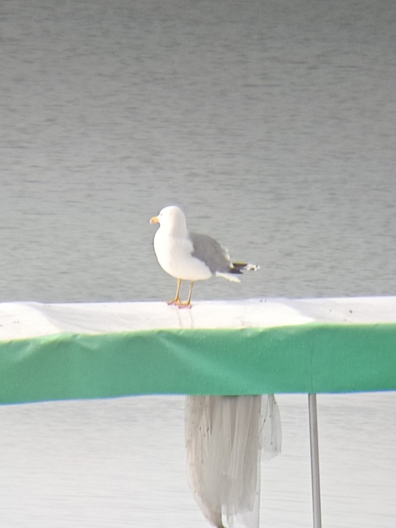 Yellow-legged Gull - ML647512217