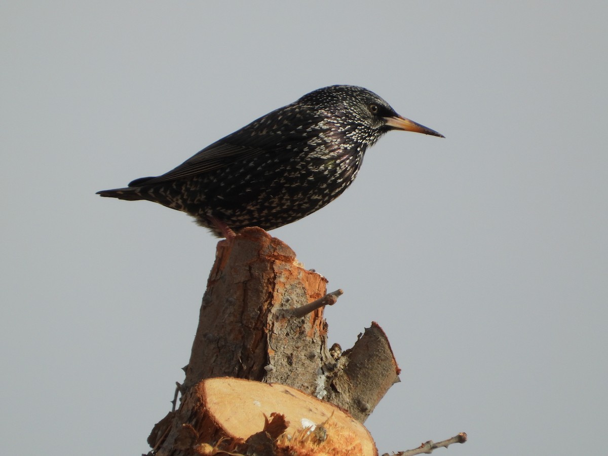 European Starling - ML647512224