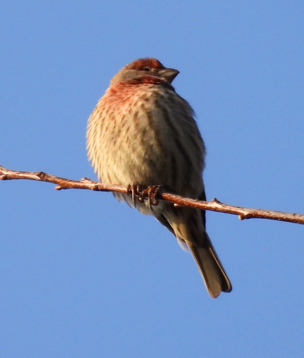 husrosenfink - ML647512233