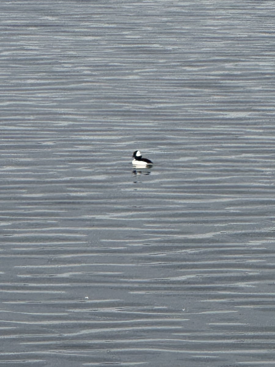 Bufflehead - ML647512234