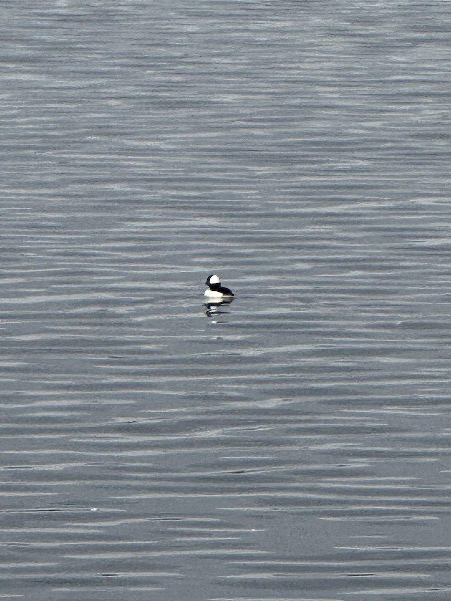 Bufflehead - ML647512235