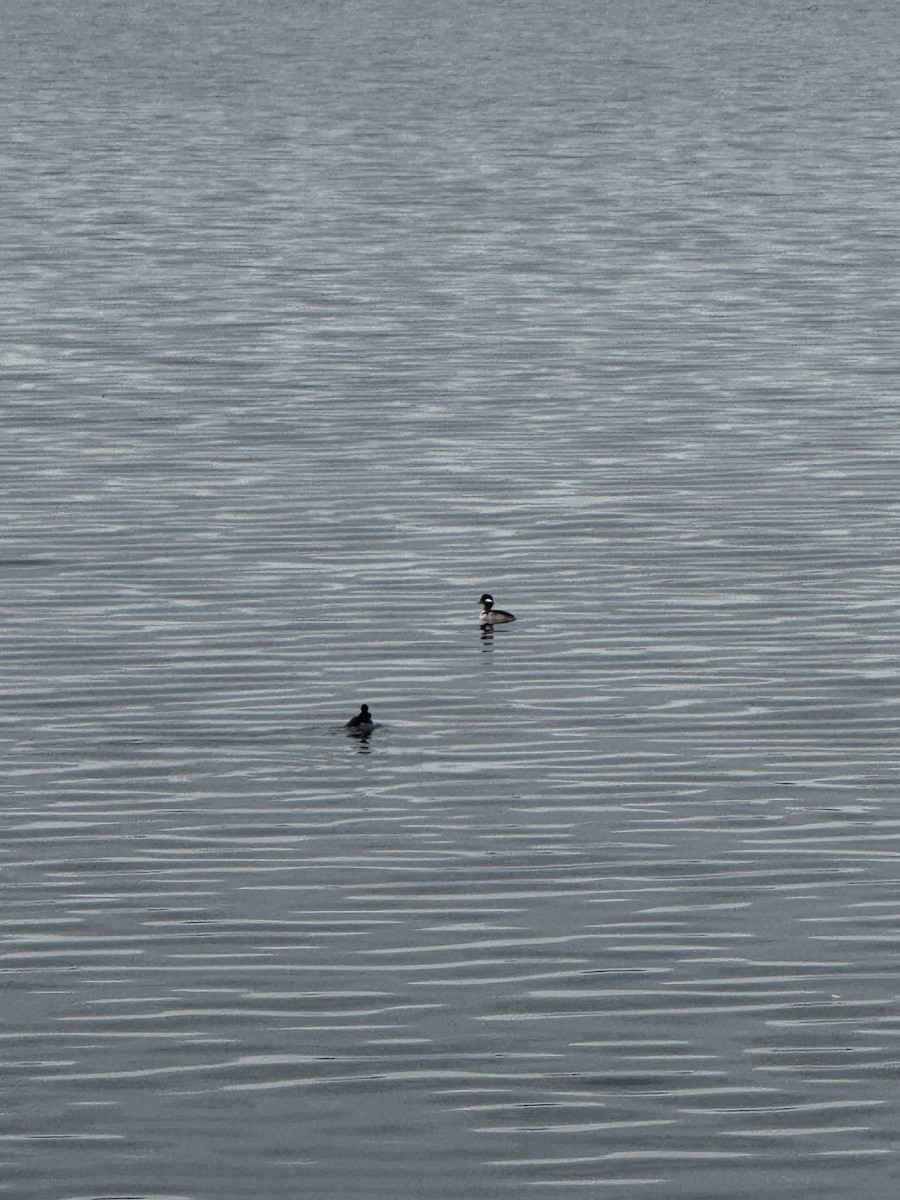 bøffeland - ML647512236