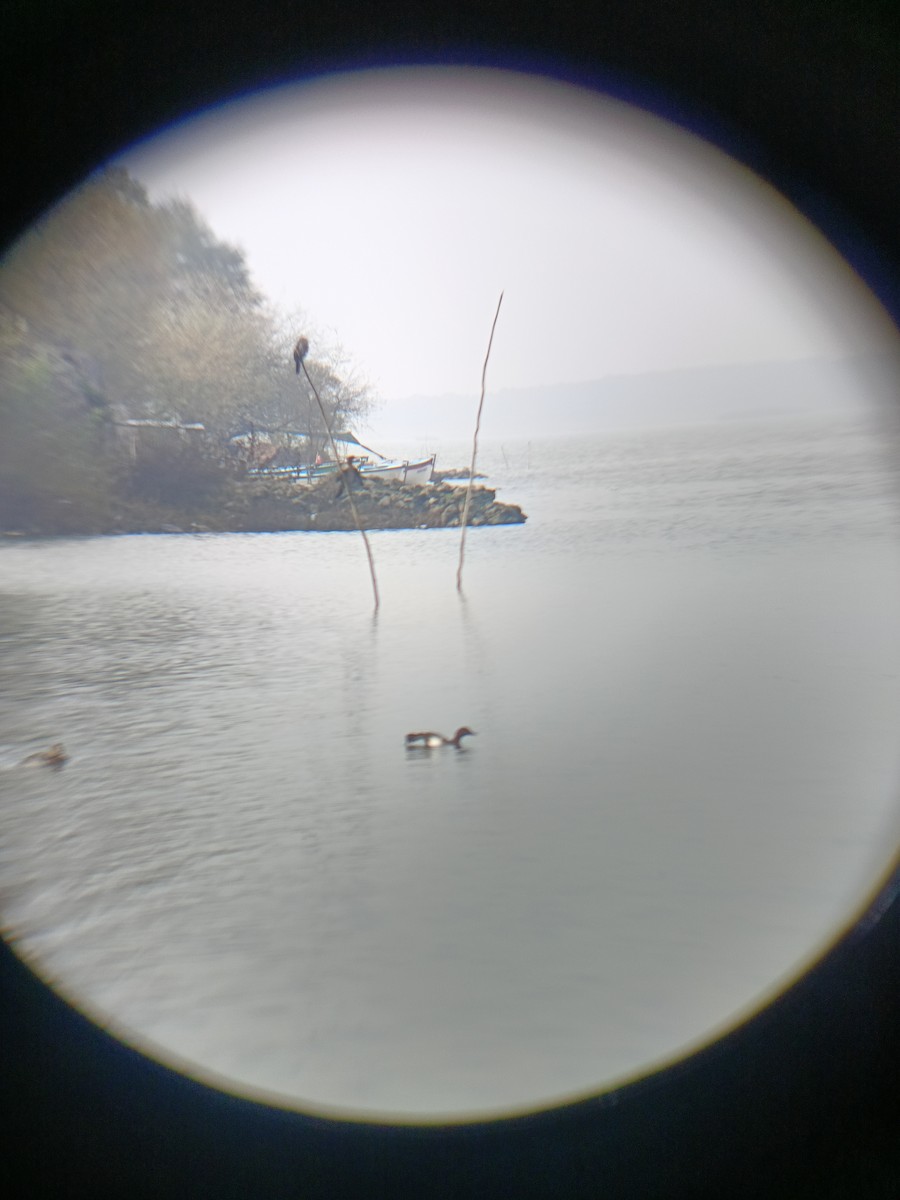 dvergskarv - ML647512237