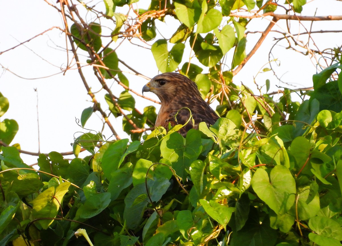 rødvingevåk - ML647512238