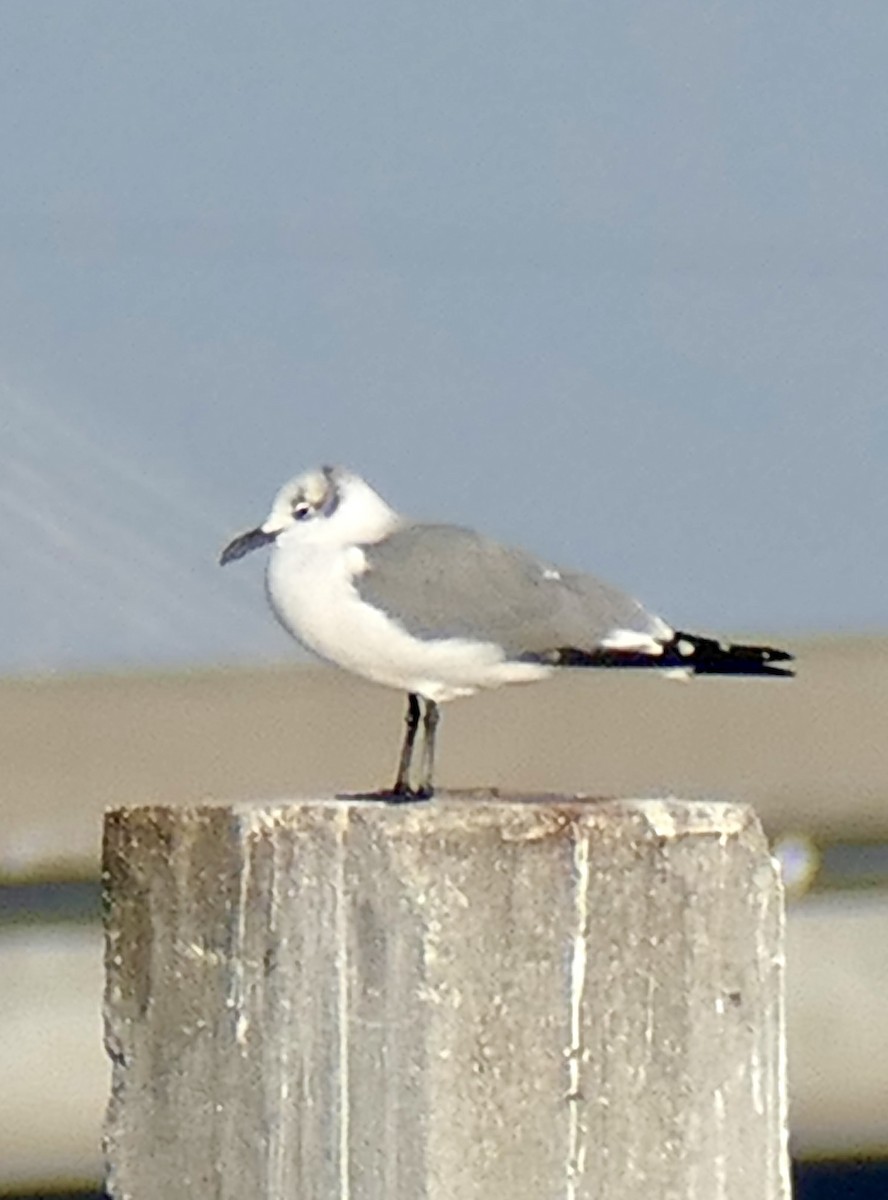 lattermåke - ML647512240