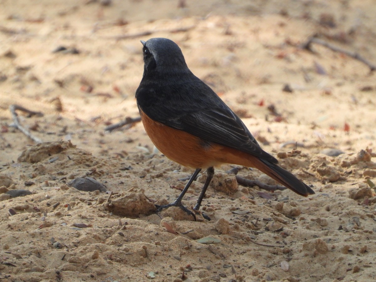 svartrødstjert - ML647512241