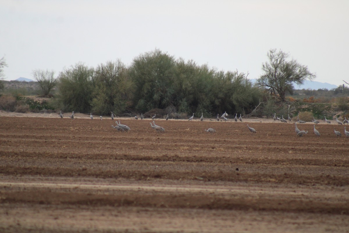 kanadatrane - ML647512242