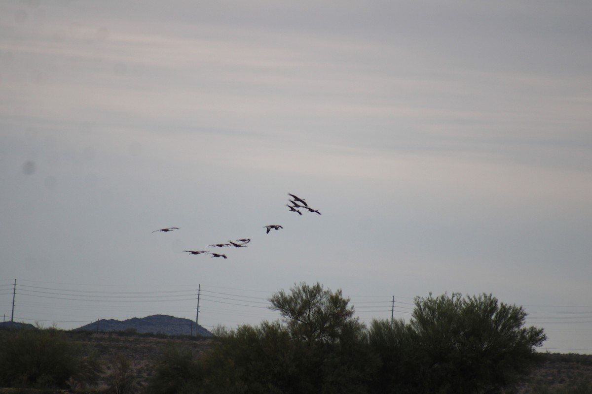 kanadatrane - ML647512243